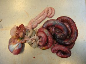 کوکسیدیوز در طیور