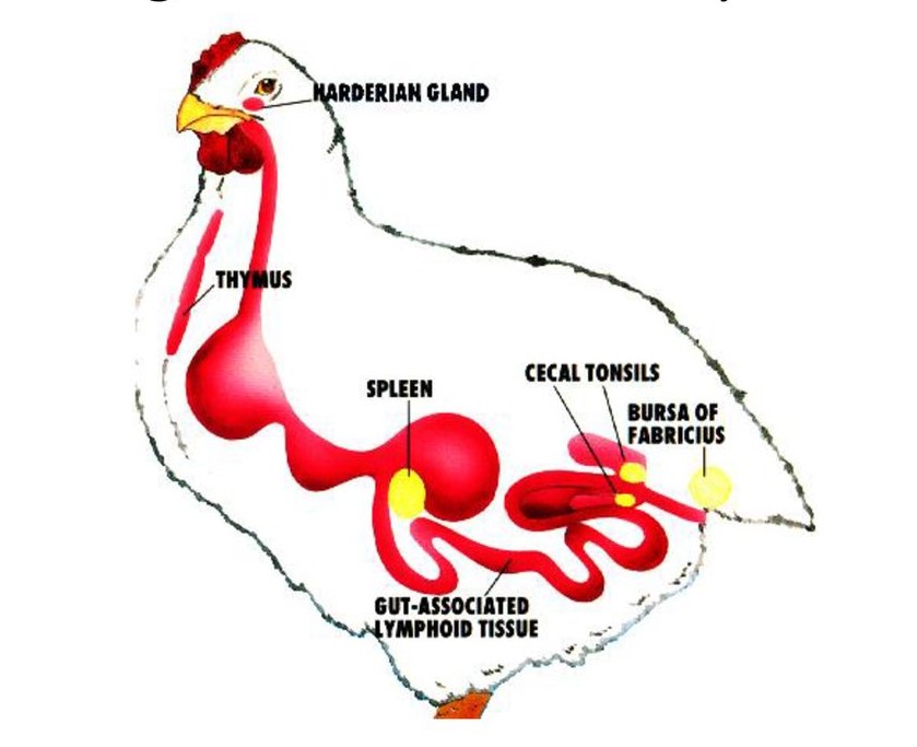 بخش ها و اندام های مرتبط با دستگاه ایمنی در طیور