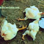 اثر برنامه نوری در توسعه استخوانی طیور