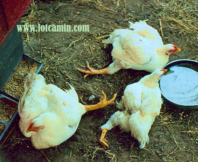 اثر برنامه نوری در توسعه استخوانی طیور