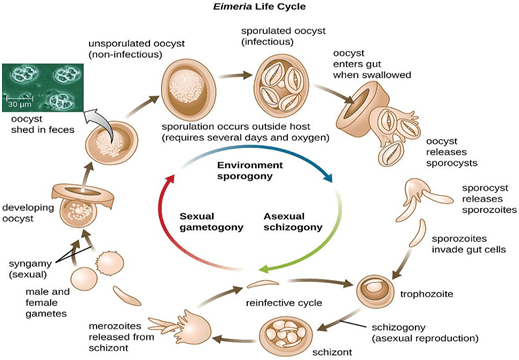 چرخه زندگی انگل ایمریا (کوکسیدیوز) در پرندگان
