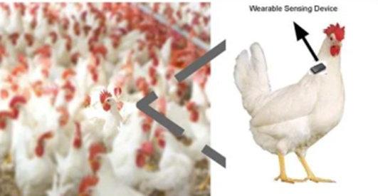 شناسایی مرغ توسط هوش مصنوعی