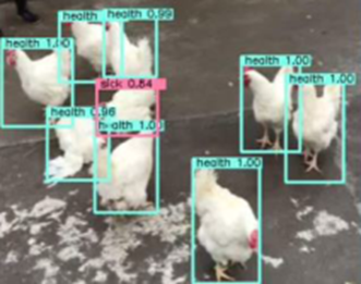 تشخیص خودکار پرنده با رفتار و تحرک غیرطبیعی در گله توسط هوش مصنوعی