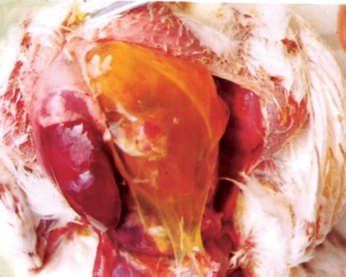 لخته‌ فیبرینی در محوطه بطنی مرغ در پی ابتلا به آسیت